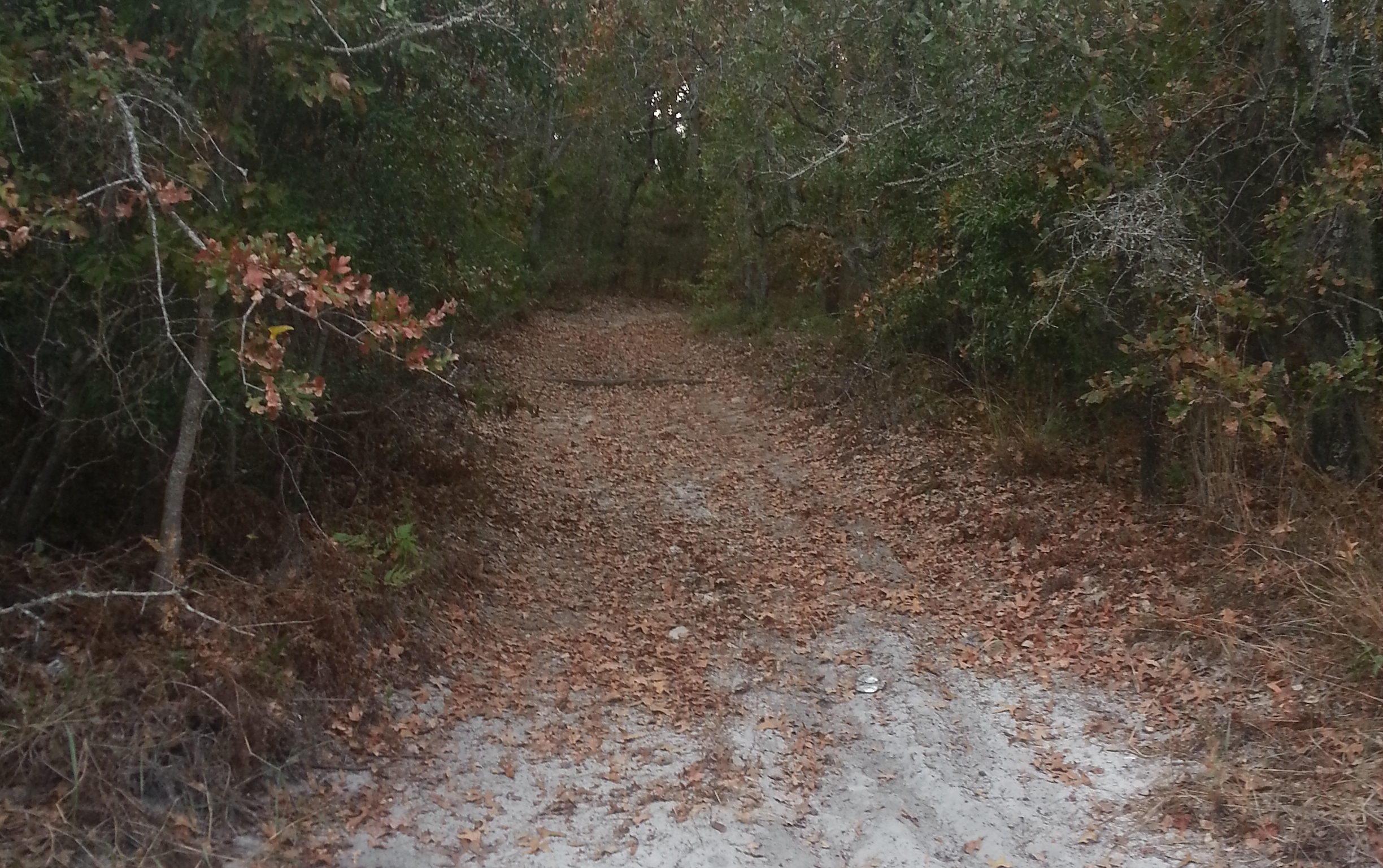 The Old Salt Road